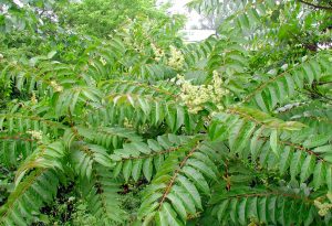 Ailanthus altissima